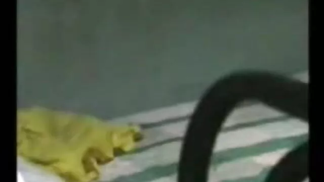 - பஸ்டி ww செக்ஸ் ஆங்கிலம் பெரிய வெள்ளை சேவல் கழுவும்