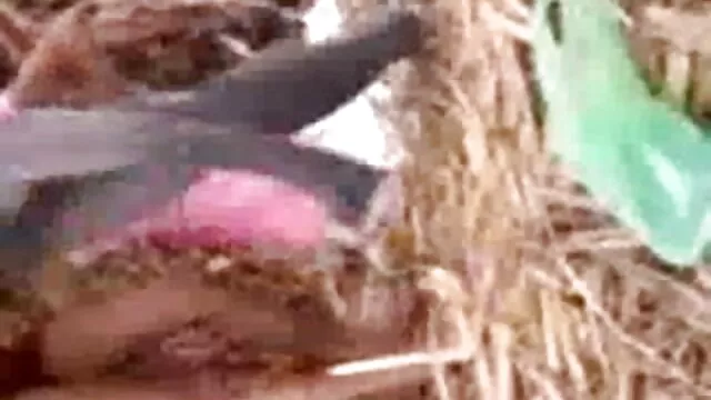 பொம்மைகள் மற்றும் பெண்கள் - காட்சி 6 தமிழ் xnxx - மறு உபகரணங்கள்